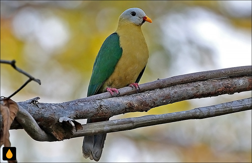 کبوتر میوه‌خوار سولا