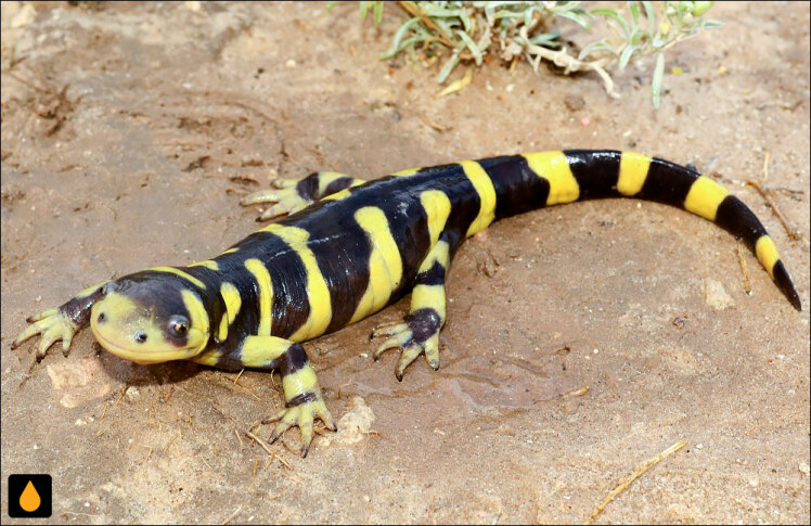 سمندر ببری نواری (دوزیستی از خانواده‌ی سمندران زیرزمینی)