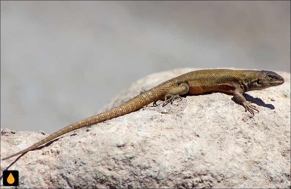 ایگوآنای درختی پائولینا