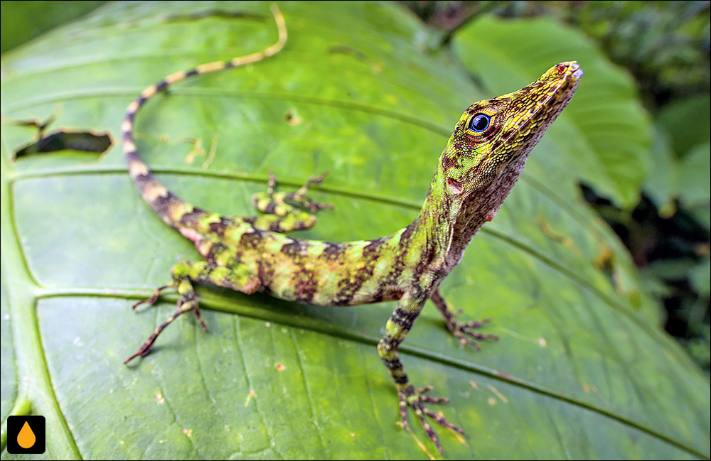 آنول ورونیکا