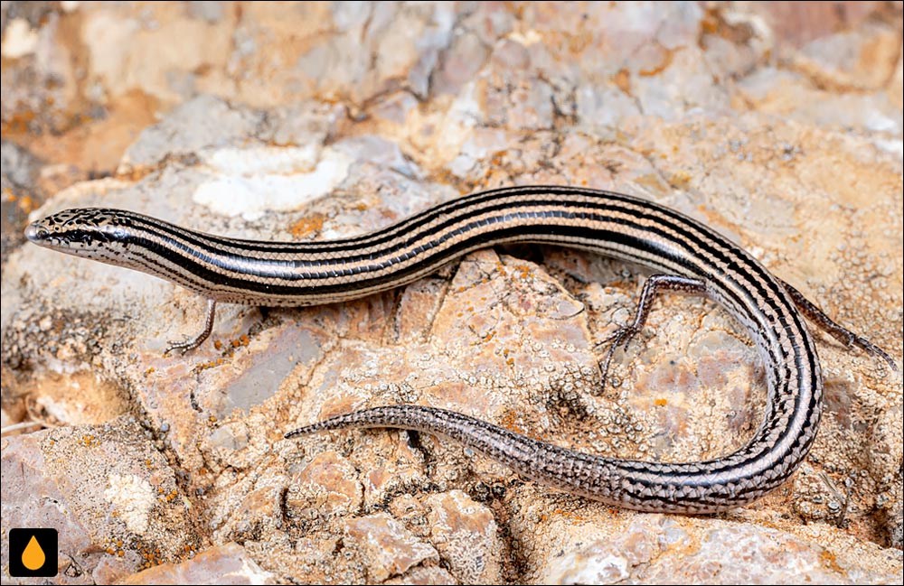 لغزنده‌ی جنوبی