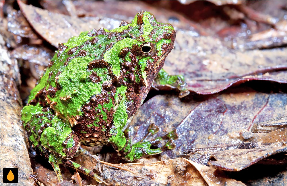 Scaphiophryne spinosa