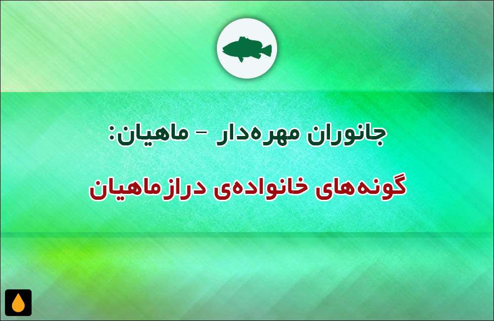 جانوران مهره‌دار - ماهیان: گونه‌های خانواده‌ی درازماهیان