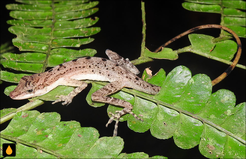 Anolis zeus
