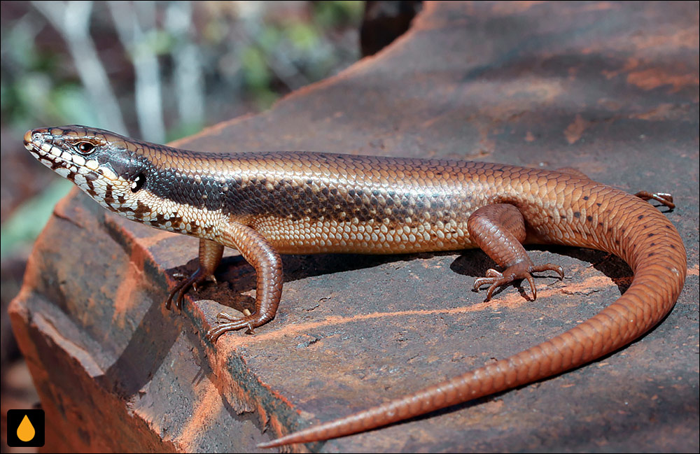 سقنقور شیاری گلدفیلد