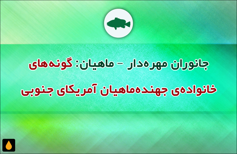 جانوران مهره‌دار - ماهیان: گونه‌های خانواده‌ی جهنده‌ماهیان آمریکای جنوبی