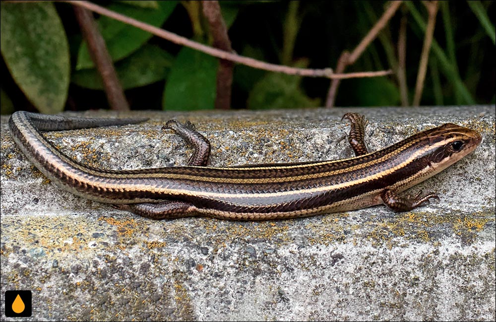 سقنقور خاور دور (سقنقور پنج‌خط ژاپنی)