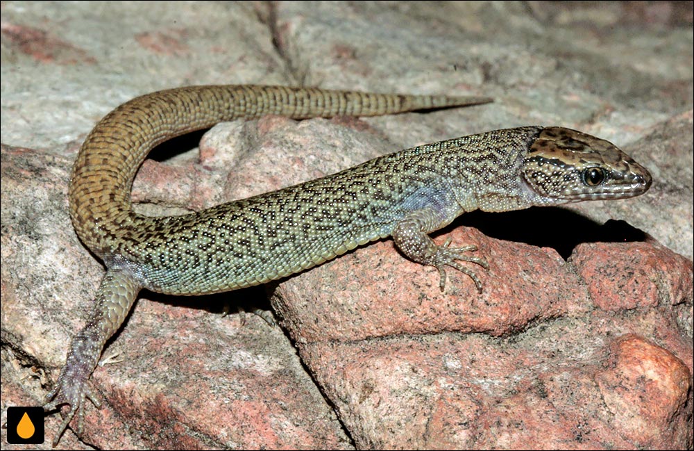 مارمولک شب سانچز