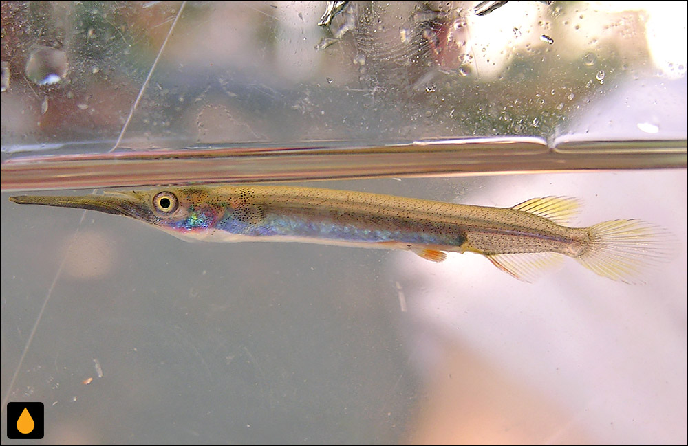 Dermogenys siamensis
