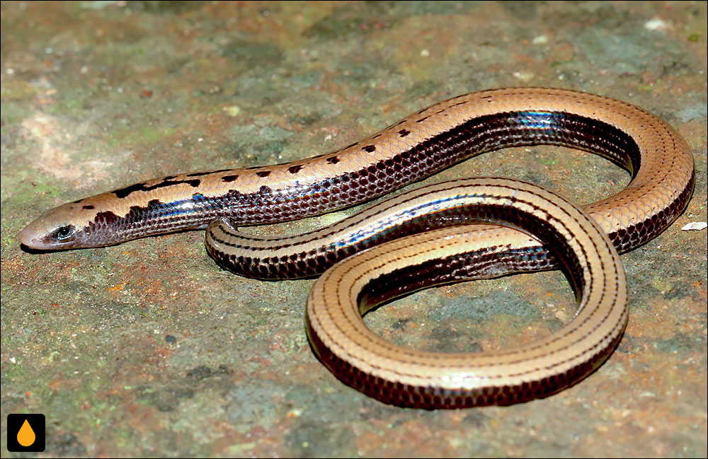 سقنقور گهات شرقی خالدار