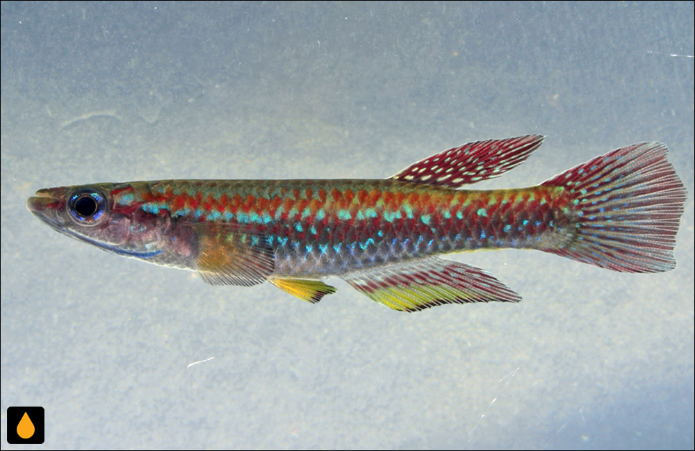 Aphyosemion callipteron