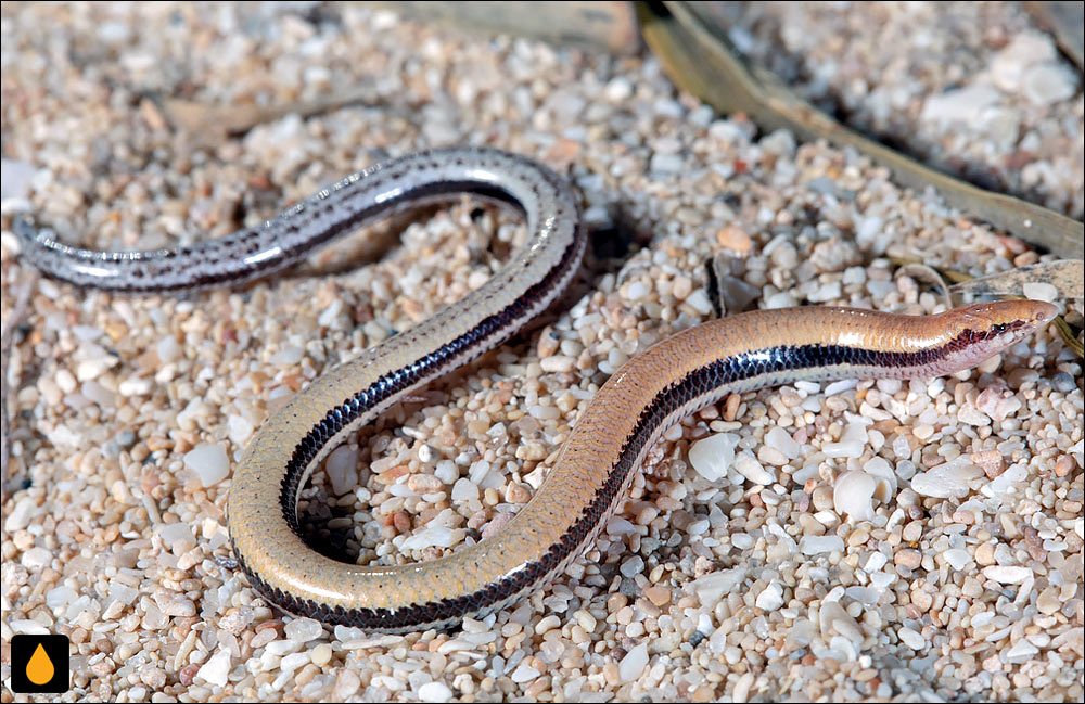 لغزنده‌ی کرانه‌غربی دم‌بی‌نوک