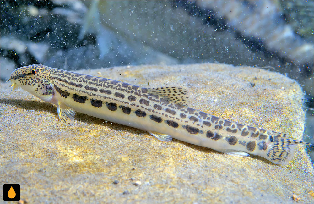 لوچ خاردار سیبری