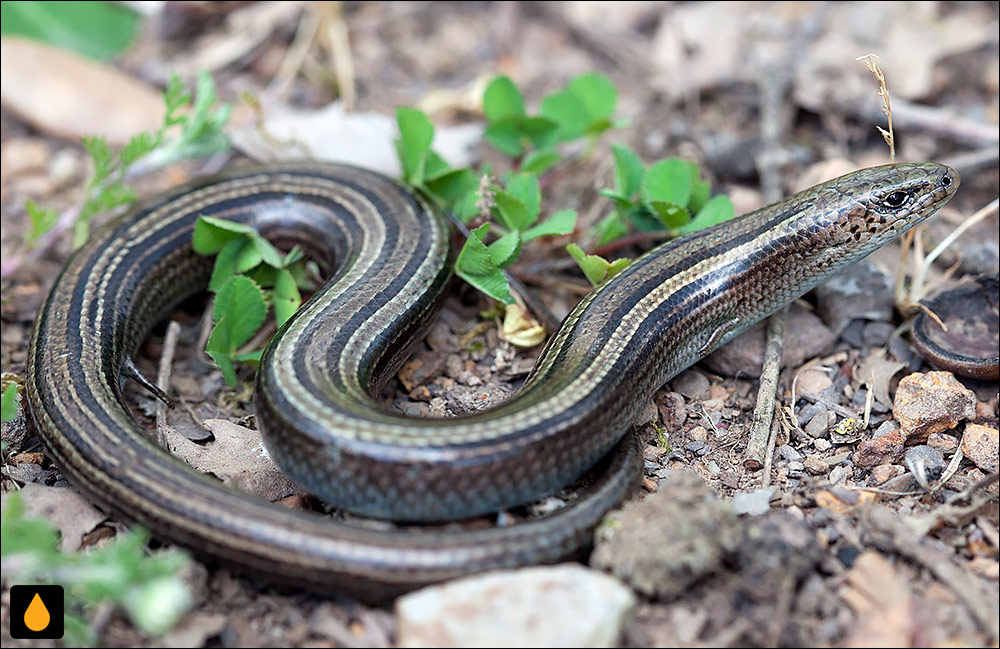 سقنقور سه‌انگشت ایتالیایی