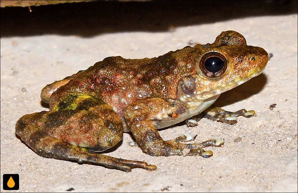 Mantidactylus tricinctus