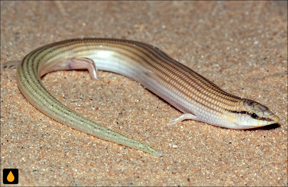 سقنقور پوزه‌گوه‌ای