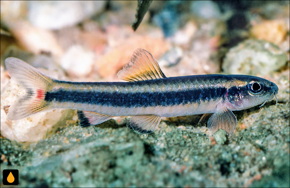 Prolabeops melanhypopterus