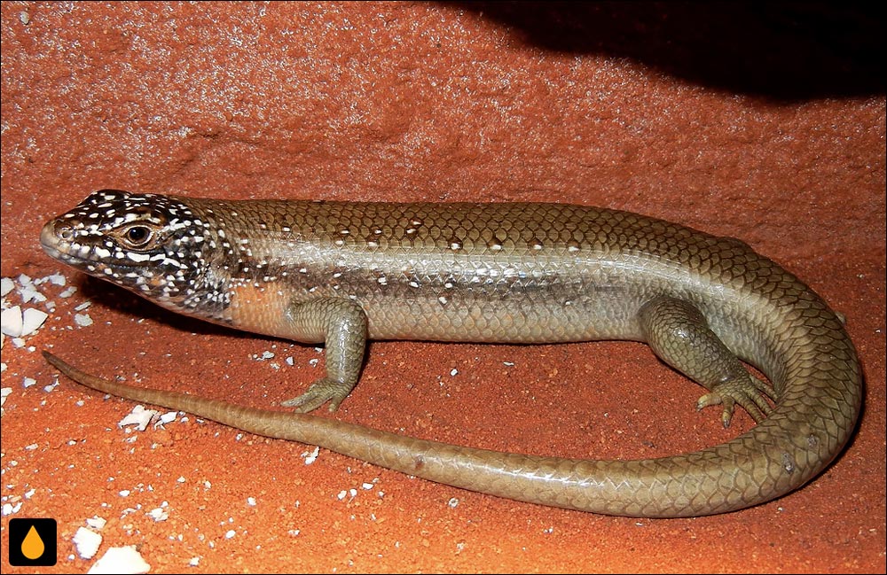 سقنقور گردن‌کوتاه (مابویای سودان)