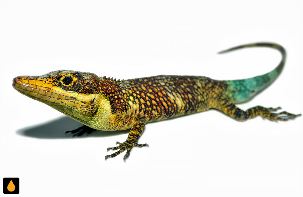 Anolis richteri