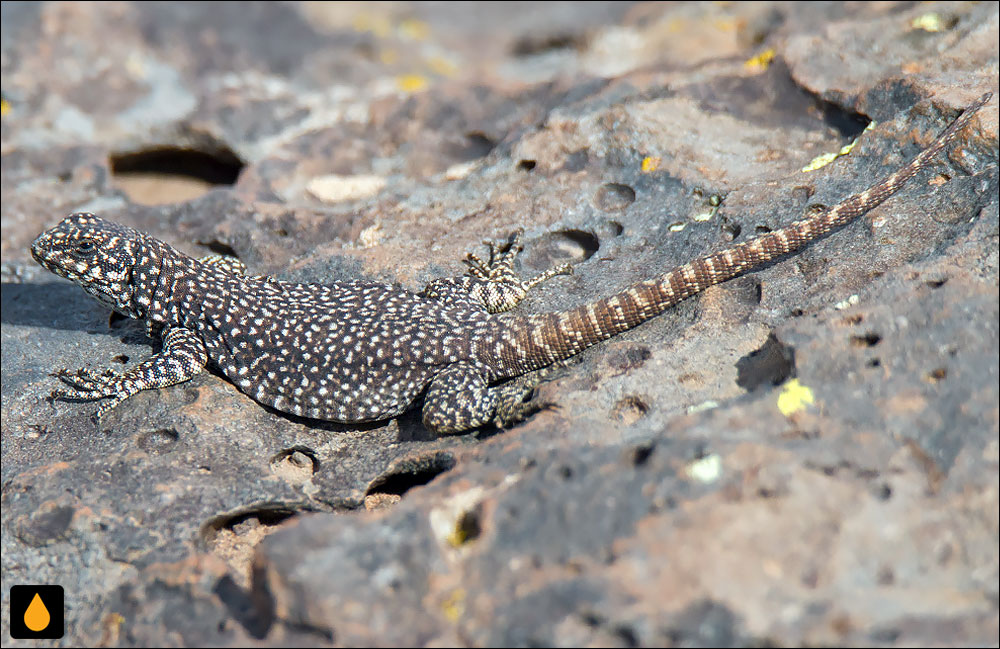 چاکوالای آتشفشان آوکا ماهوییدا