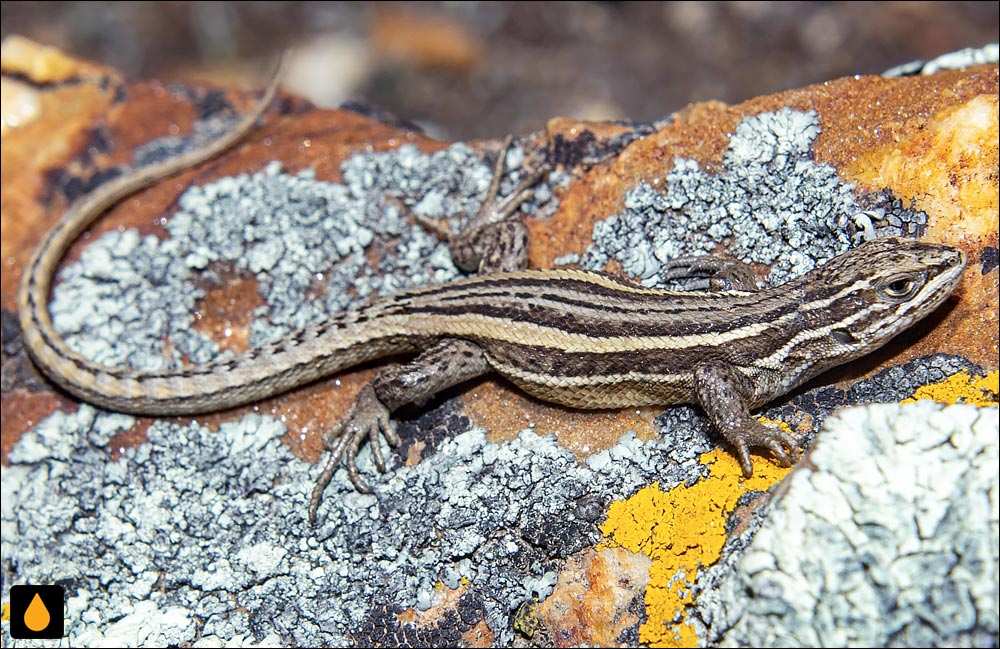 ایگوآنای درختی درخشان (ایگوآنای درختی برلیان)
