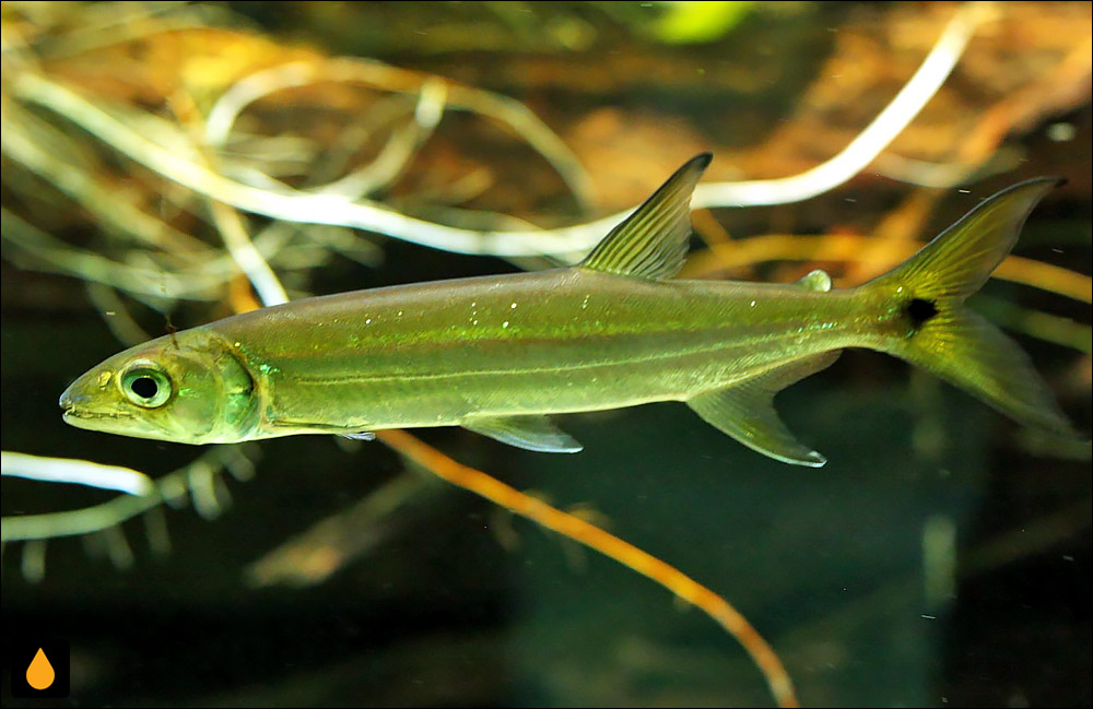 Acestrorhynchus isalineae