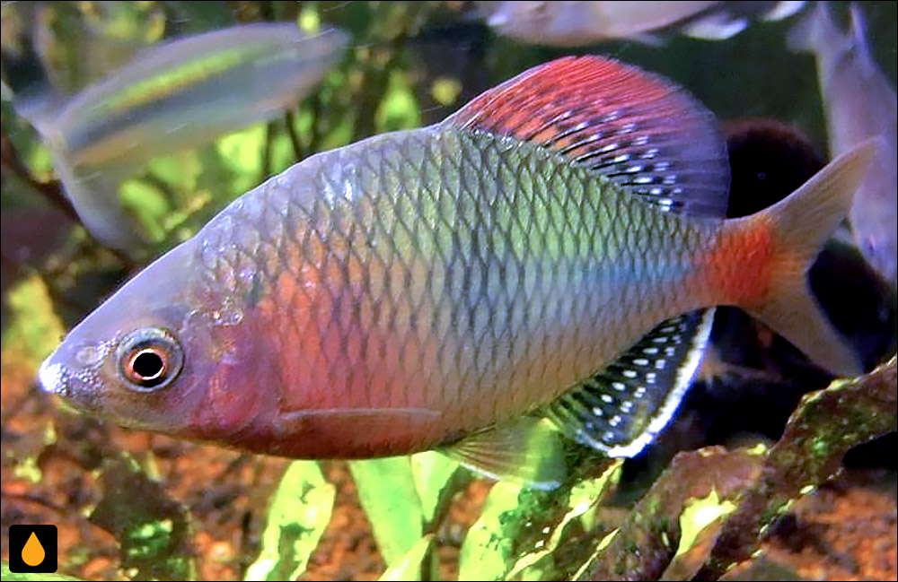 Acheilognathus tonkinensis