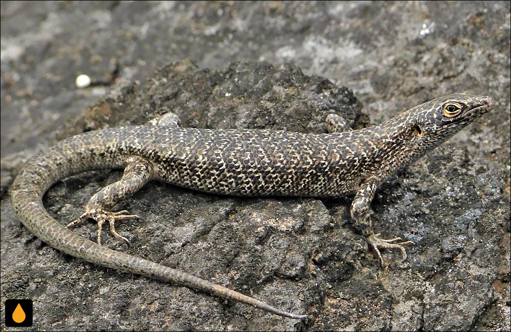 سقنقور نورونیا