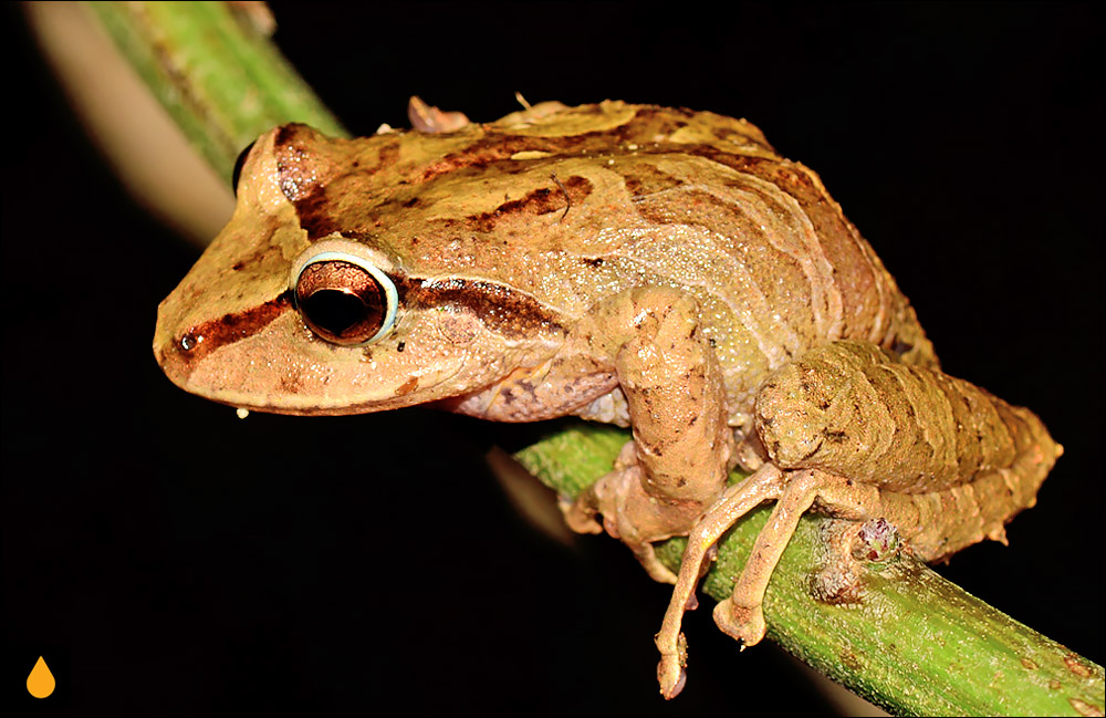 Pristimantis permixtus