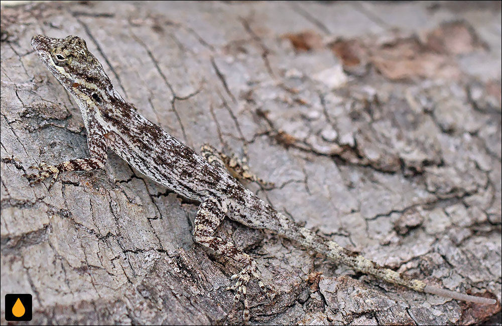 آنول باریک بیابانی