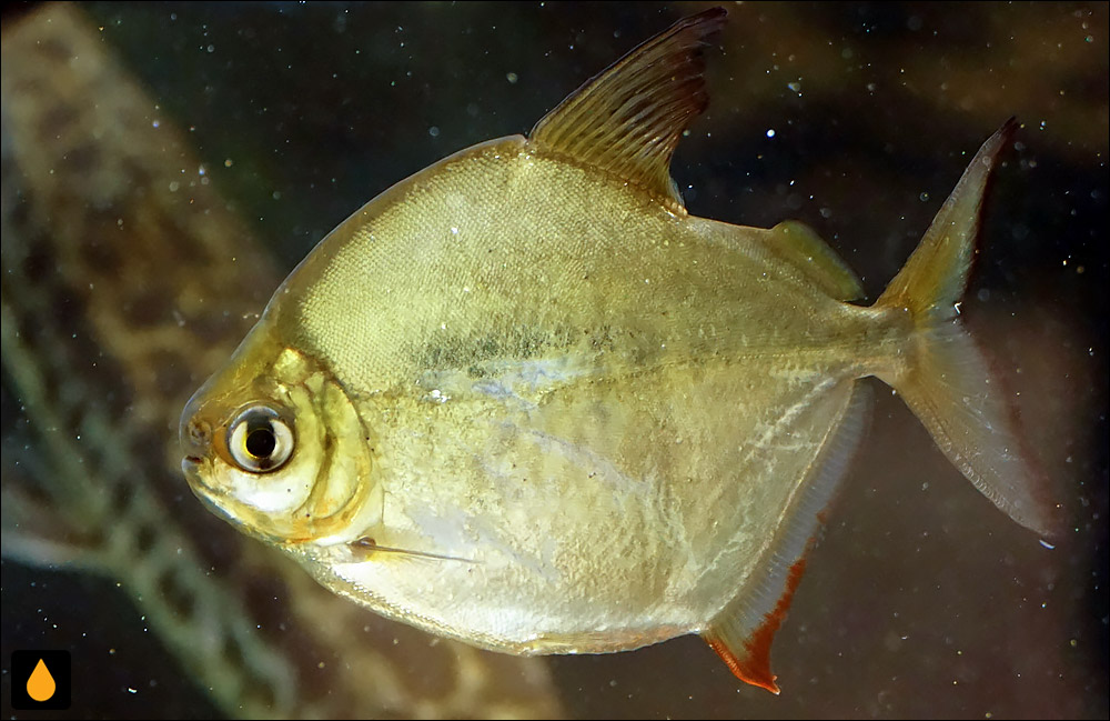 Metynnis altidorsalis