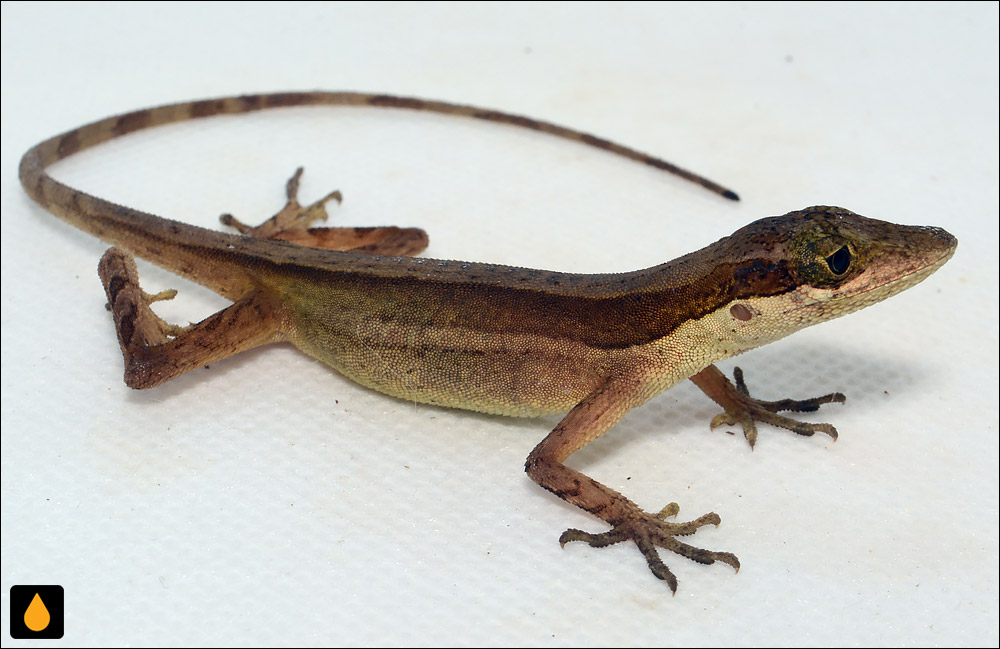 آنول دونشان