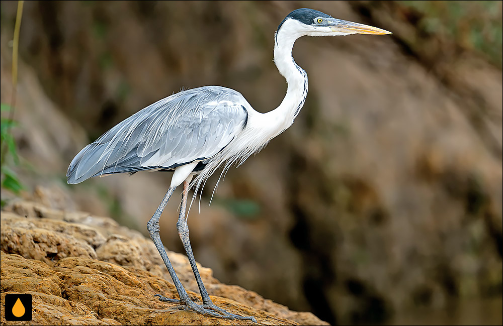 حواصیل کوکوی