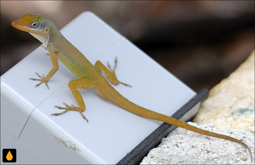 آنول بوتهای بنک آنتیگوآ (آنول واتس)