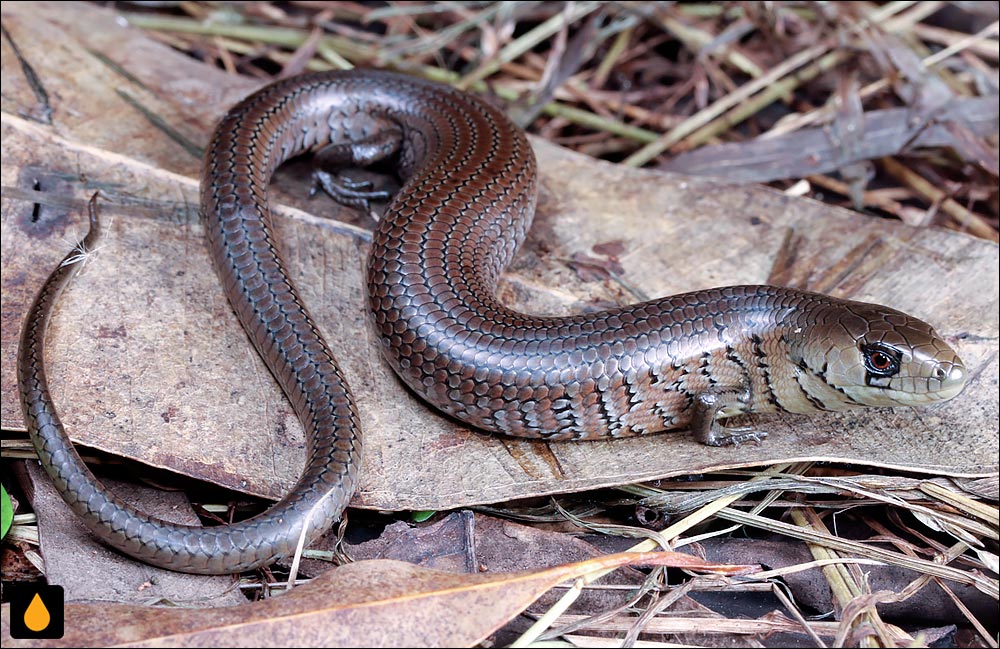 زبان‌آبی باریک شی‌اوک کرانه‌ای