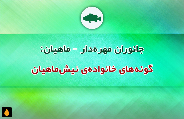 جانوران مهره‌دار - ماهیان: گونه‌های خانواده‌ی نیش‌ماهیان