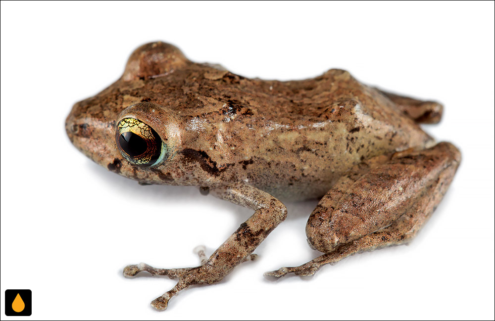 Pristimantis esmeraldas