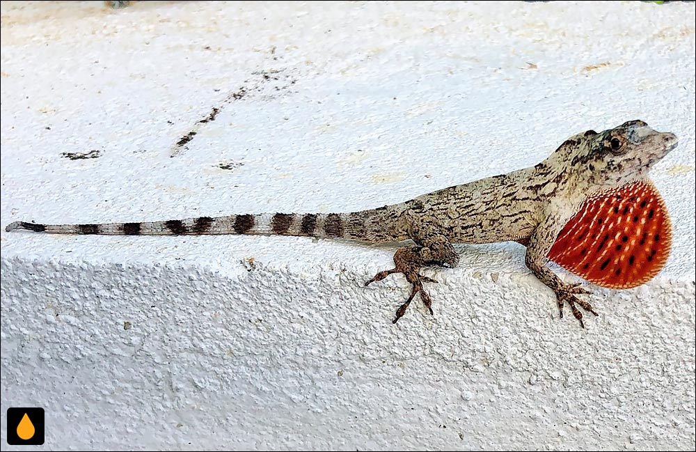 آنول شیاردار