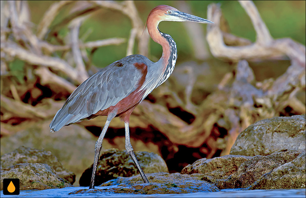 حواصیل جالوت (حواصیل غول‌پیکر)