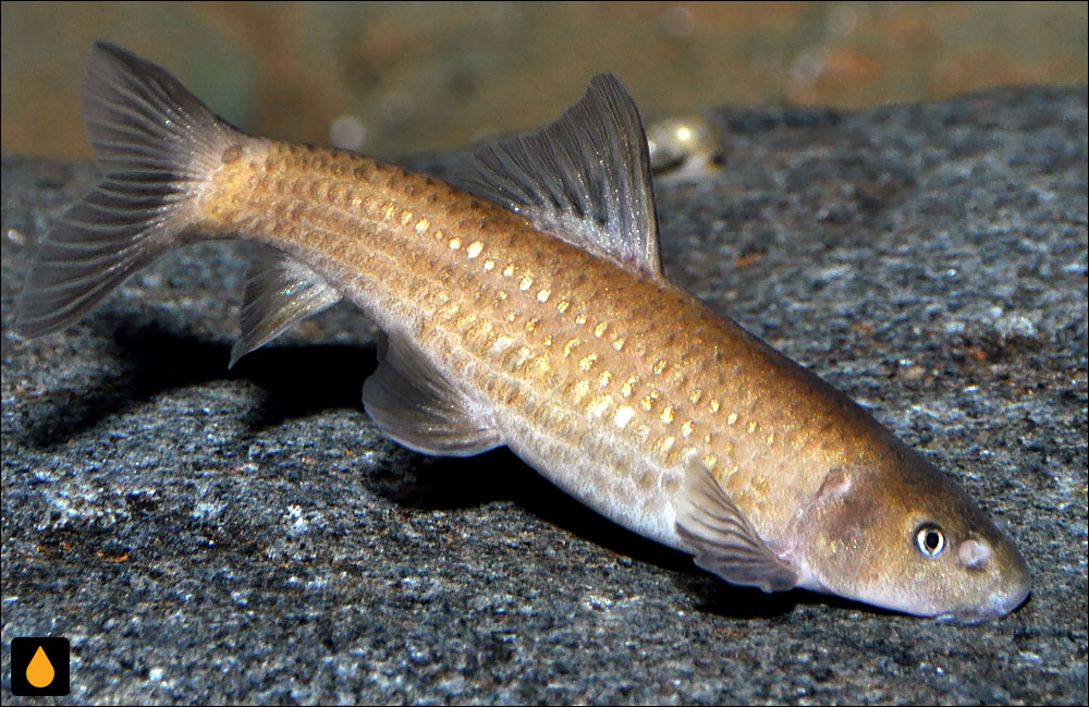 سنگ‌لیس طوی اعطیر