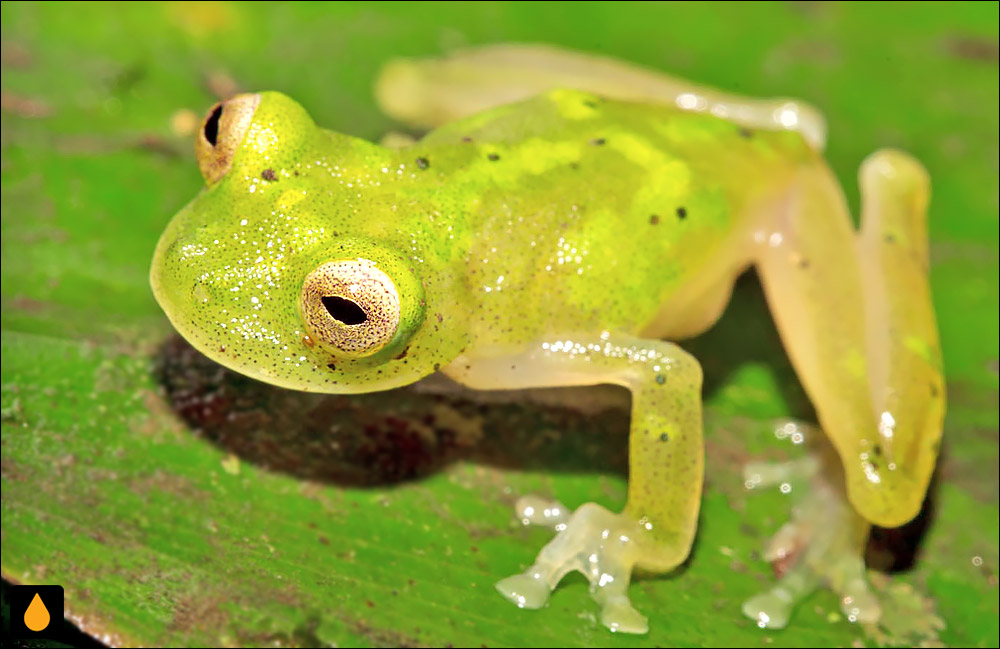 قورباغه‌ی شیشه‌ای یوروانی