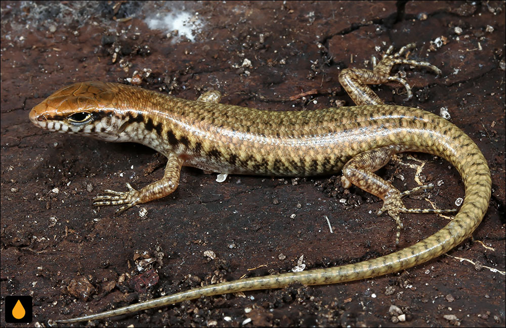 سقنقور پهلونواری تنومند