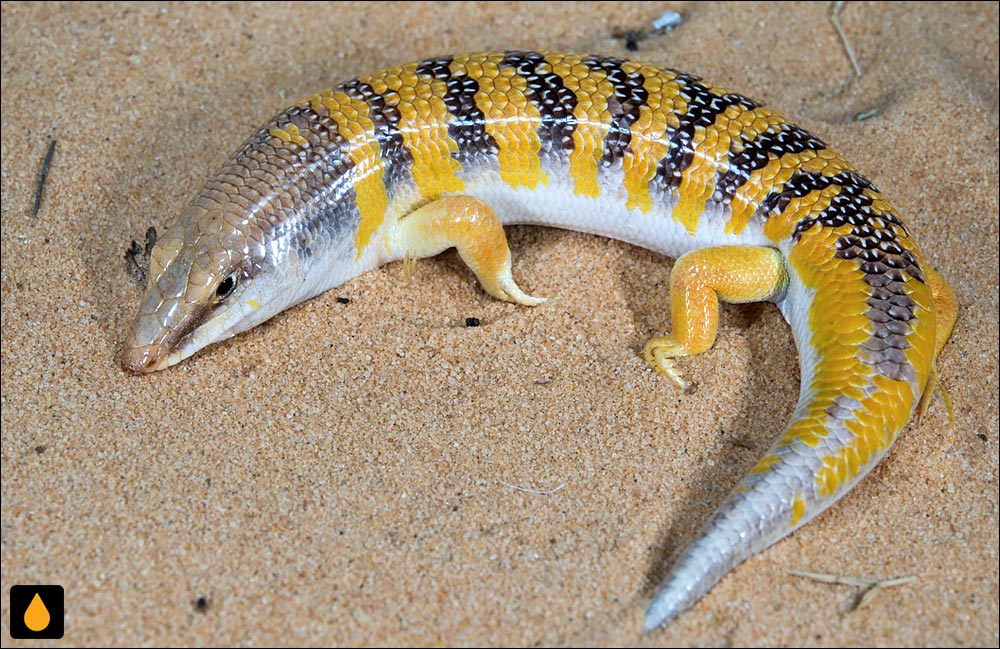 ماسهماهی معمولی (سقنقور ماسهای)