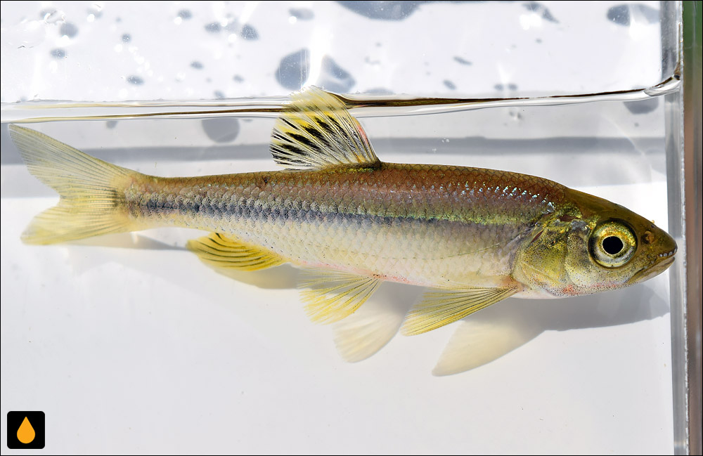 Nipponocypris koreanus