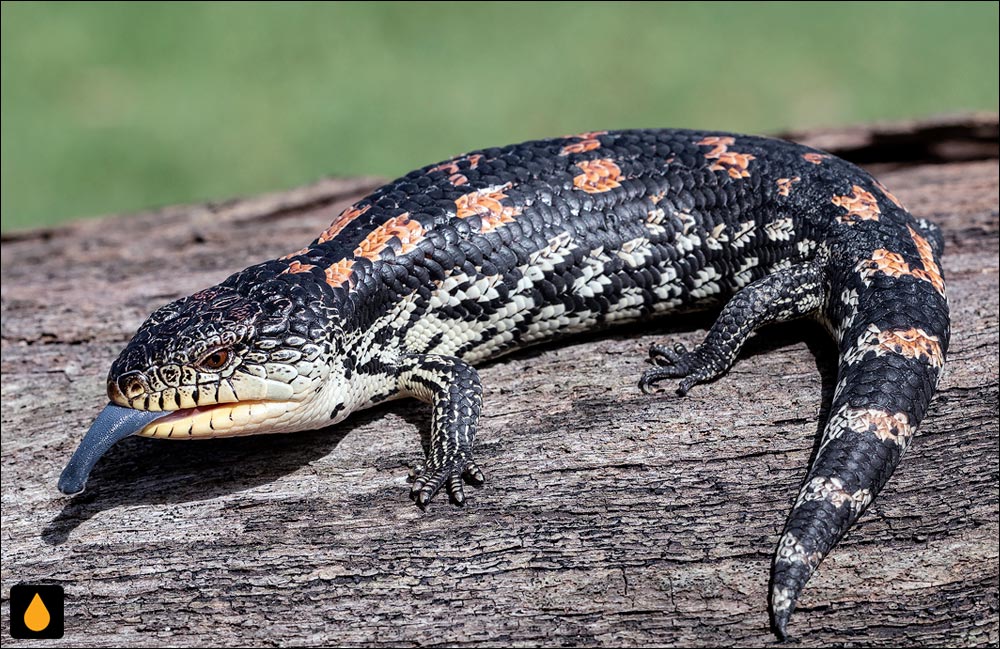 سقنقور زبان‌آبی لک‌وپیسی