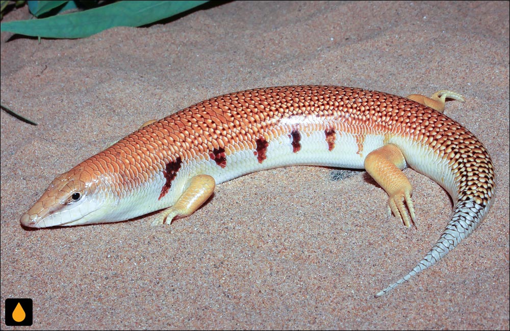 ماسهماهی نوارسفید