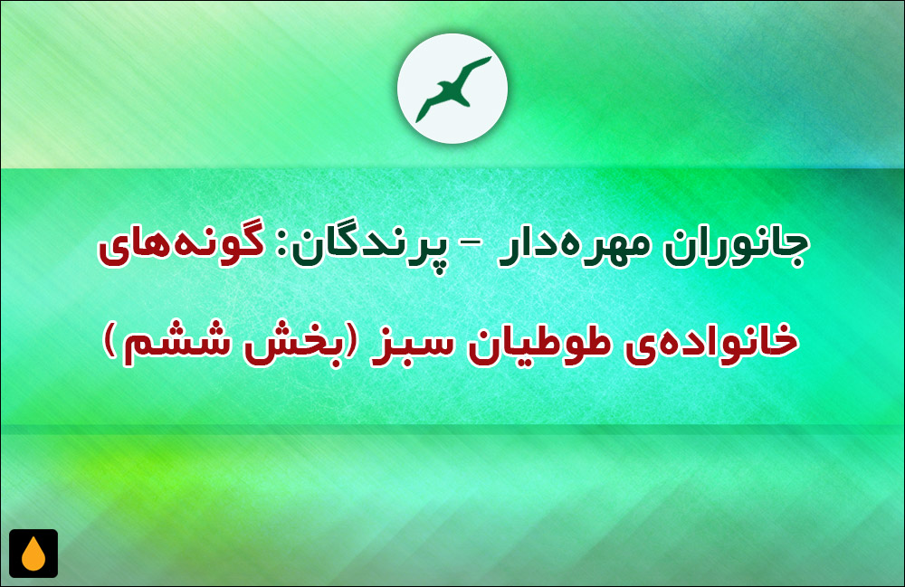 جانوران مهره‌دار - پرندگان: گونه‌های خانواده‌ی طوطیان سبز (بخش ششم)