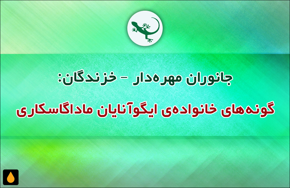 جانوران مهره‌دار - خزندگان: گونه‌های خانواده‌ی ایگوآنایان ماداگاسکاری