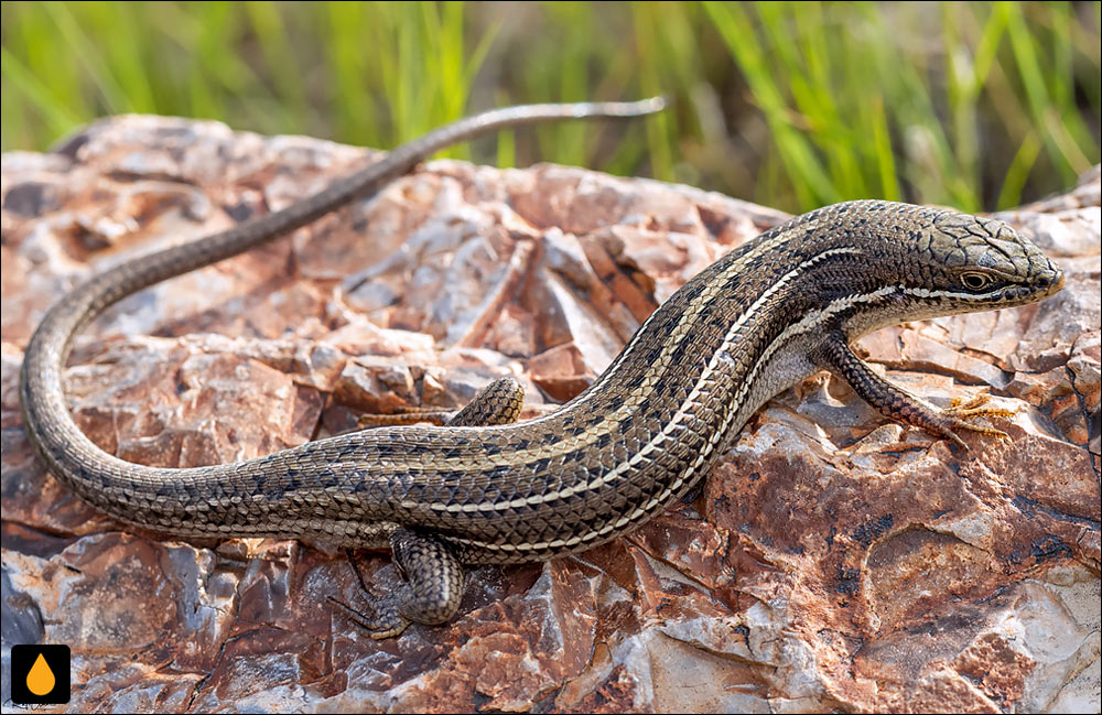 مابویای لگام‌دار (سقنقور لگام‌دار)
