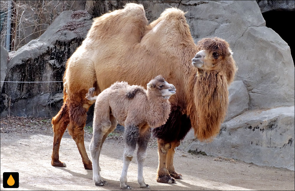 شتر دوکوهانه (پستانداری از خانواده‌ی شتران)